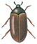 Brown carpet beetle