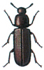 Confused flour beetle