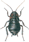 Female oriental cockroach