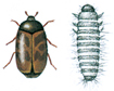 Khapra beetle and larva