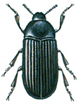 Lesser mealworm beetle