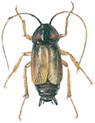 Male oriental  cockroach