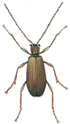 Male spiderbeetle