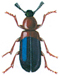 Red-breasted copra beetle