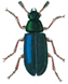 Red-legged ham beetle