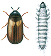 Reesa vespulae and larva