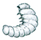 Book worm (Furniture beetle larva)