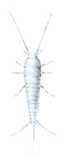 Thysanura - Silverfish