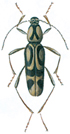 Bamboo beetle - Chlorophorus annularis