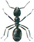 Common black ant