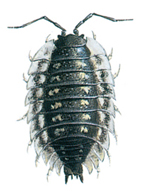 Common woodlouse