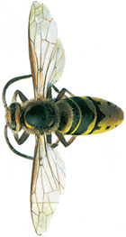 Great hornet - wasp