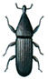 New zealand wood weevil - Euophryum confine