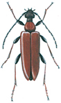 Red longhorn beetle - Leptura rubra