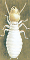 Termite - Reticulitermes flavipes