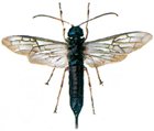 Wood wasp