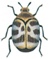 Varied carpet beetle