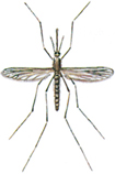 Malaria mosquito