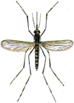 Yellow fever mosquito