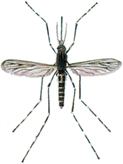 Large common mosquito