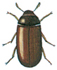 Mould beetle - male