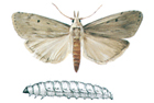 The aphomia sociella moth and larva