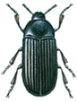 Lesser mealworm beetle