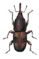 Rice weevil