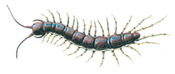 Common centipede