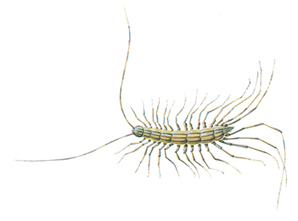 House centipede