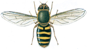 Hoverfly, Syrphus ribesii