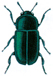 Pollen beetle