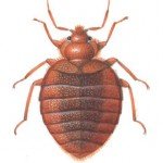 Bedbug, male