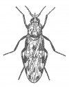 Adult midge