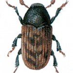 Ash bark beetle