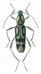 Chlorophorus annularis