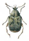 Bean weevil