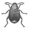 Bean weevil