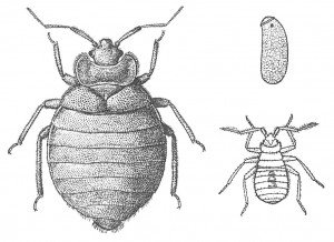 Bed bug as adult