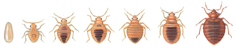 Bed bug development from egg to adult