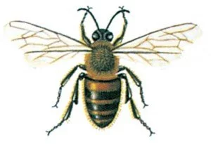 Bee