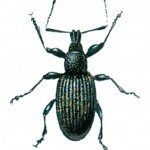 Black vine weevil