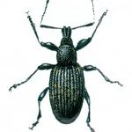 Black vine weevil