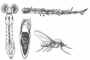 Blackflies, larva, pupa