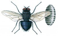 Blowfly