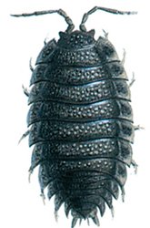 woodlouse