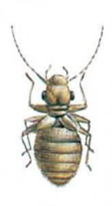 Booklice, Psocoptera