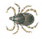 Brown dog tick