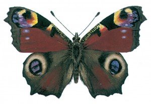 Butterfly, European peacock