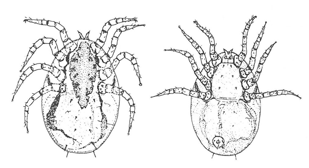 Canine nasal hotsell mites treatment